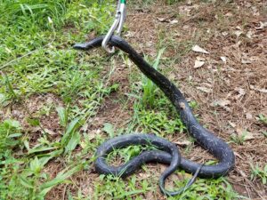 A wildlife control technician safely removing a black snake with a grabber tool for Athens Exterminating Inc. in Athens, GA