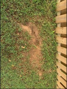 Evidence of wildlife or pest damage on a lawn, a service provided by Action Pest And Turf in Springdale, AR.
