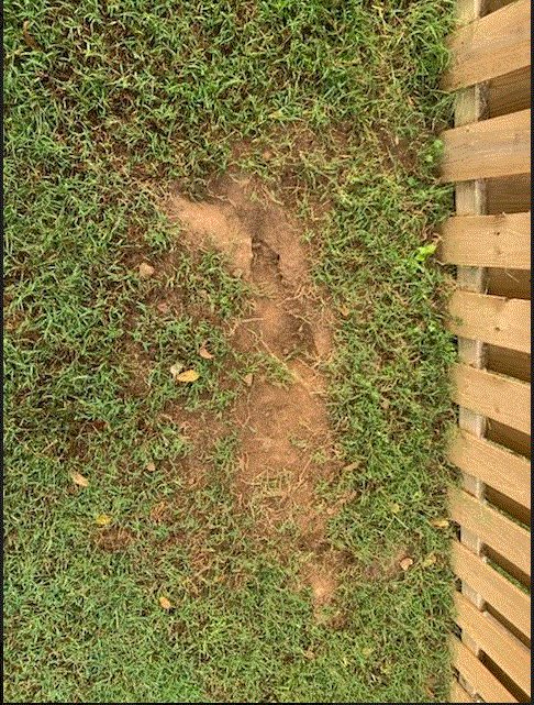 Evidence of wildlife or pest damage on a lawn, a service provided by Action Pest And Turf in Springdale, AR.
