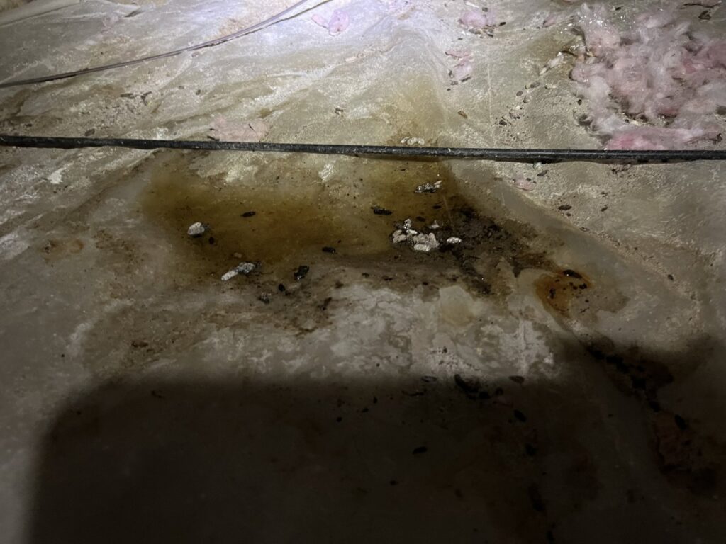 Wildlife droppings and stains on a crawl space moisture barrier, indicating pest activity for Perry Crawl Space & Pest Control Solutions LLC in Chesapeake, VA.