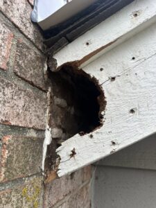 A large hole in a damaged wooden soffit, indicating a wildlife entry point, addressed by D&K Pest Control and Wildlife Removal, LLC in Woodridge, IL