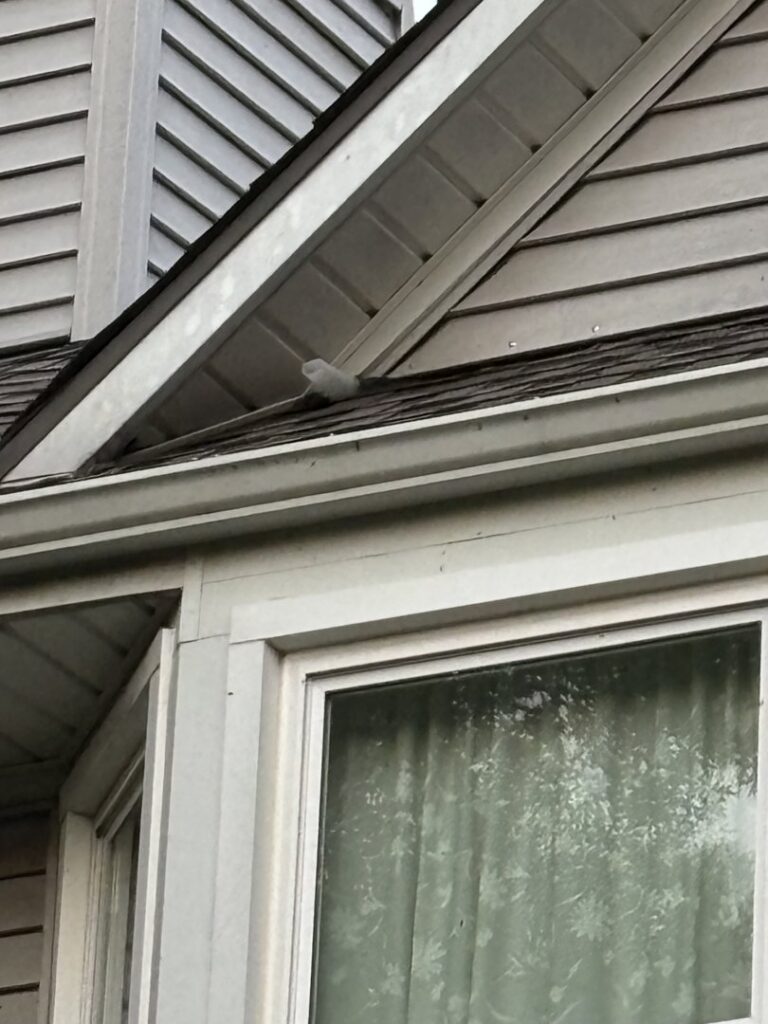 A wildlife exclusion device installed on a roofline, demonstrating pest prevention by Critter Mitch in Shawnee, KS.