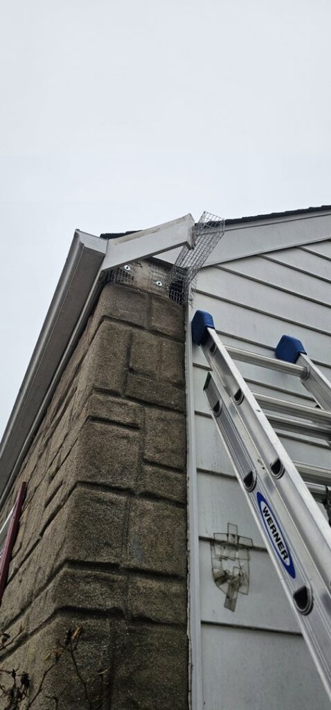 A ladder leaning against a house where wildlife exclusion mesh is installed under the eaves by Pest Authority in Dover, DE.