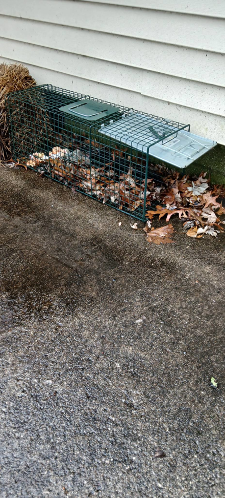 A wildlife live trap set outdoors next to a residential building by Comprehensive Pest Solutions in Toledo, OH.