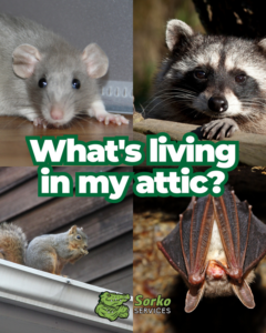 A collage showing common wildlife and pests like rats, raccoons, squirrels, and bats that Sorko Services removes from attics in Sanford, FL.