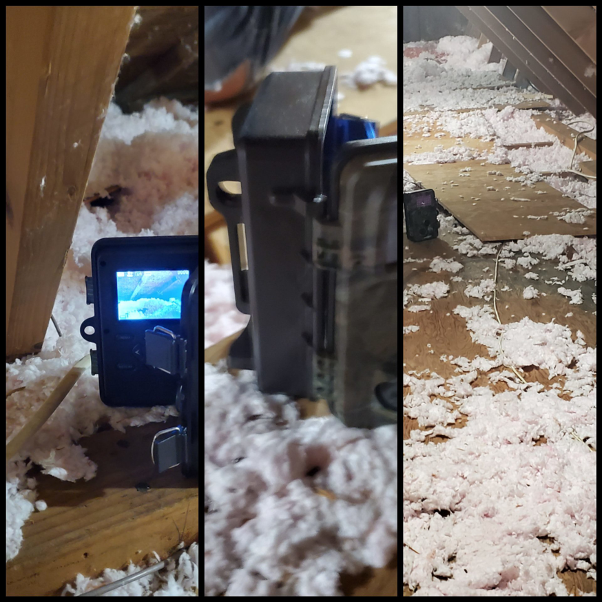 Trail cameras used for wildlife and pest monitoring in an attic by Jeramy "The Bug Guy" in Albuquerque, NM.