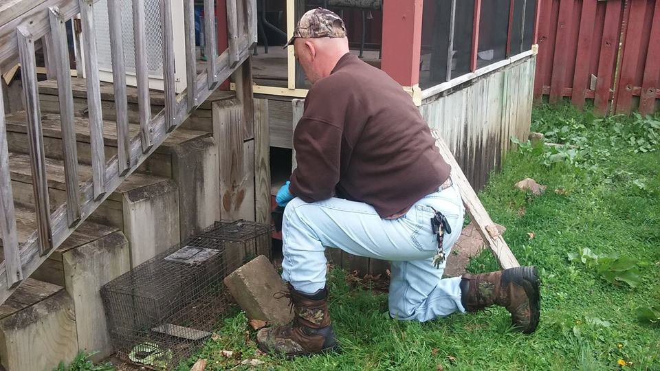 A wildlife professional from Nuisance Wildlife in Palmetto, FL, using a net to capture a small animal in a residential driveway.