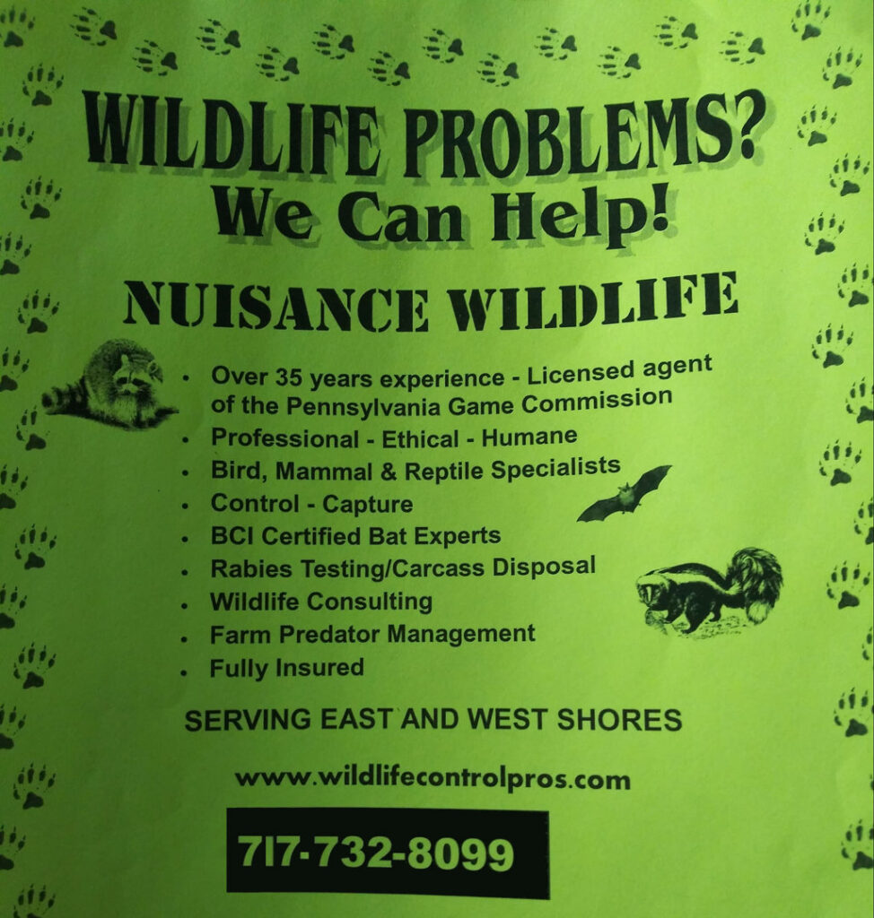 A wildlife professional from Nuisance Wildlife in Palmetto, FL, kneeling to set a live trap under a residential deck.