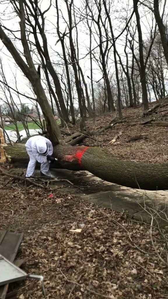 A technician in a bee suit performing wildlife removal from a fallen tree for Antix Pest Control in Canton, OH.