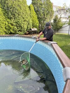A technician removing wildlife from a swimming pool with a net for Buggin Out Pest Control in Elizabeth, NJ