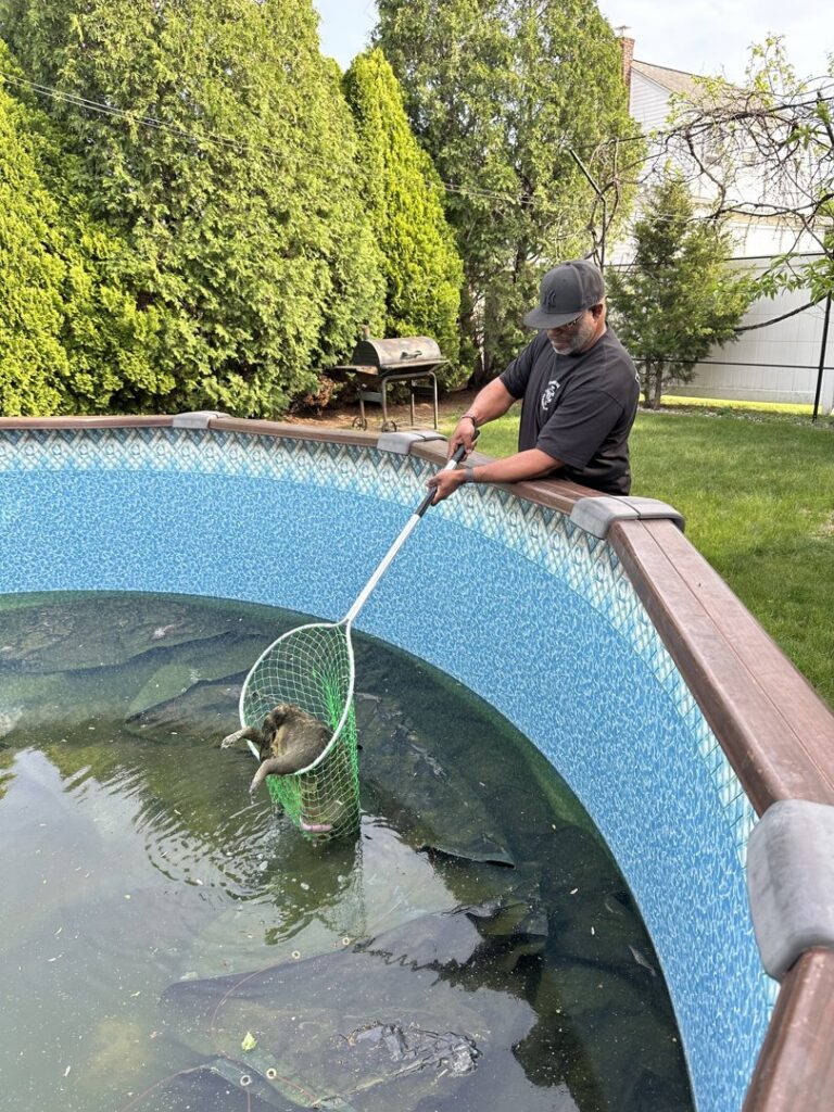 A technician removing wildlife from a swimming pool with a net for Buggin Out Pest Control in Elizabeth, NJ