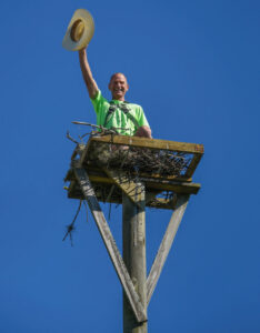 A wildlife technician from The Wildlife Whisperer Inc in Cape Coral, FL, working in a large bird's nest structure on a tall pole