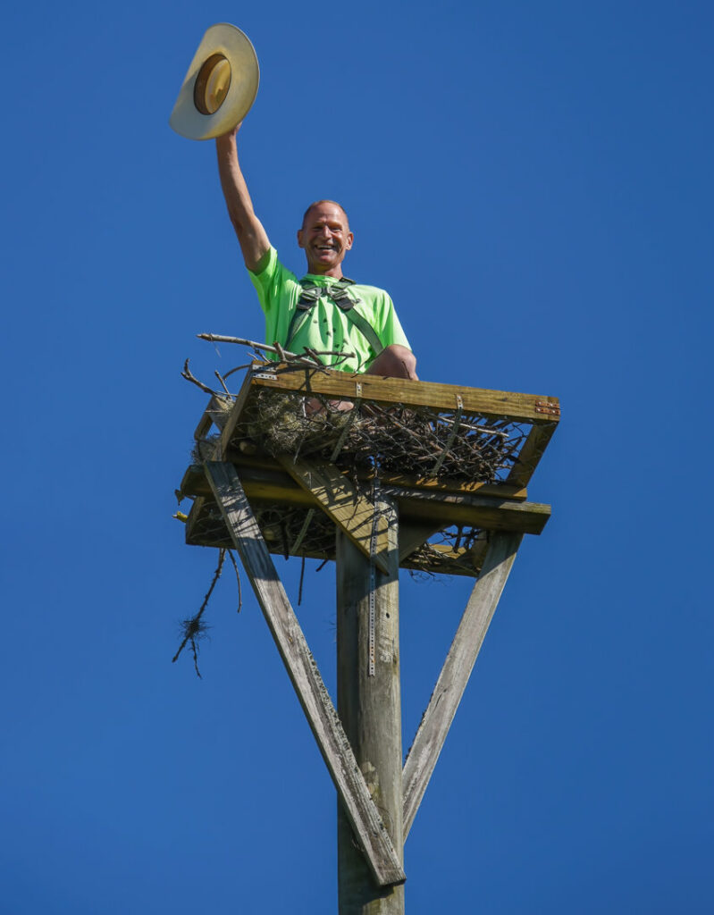 A wildlife technician from The Wildlife Whisperer Inc in Cape Coral, FL, working in a large bird's nest structure on a tall pole