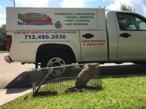 A wildlife trap with an armadillo next to a Budget Pest Control Services Inc. truck in Houston, TX