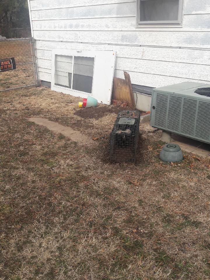 A humane wildlife trap set near a house foundation and AC unit, demonstrating wildlife control by Bug Busters LLC in Norman, OK.