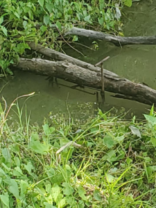 A wildlife trap clearly set in water between two logs, demonstrating trapping methods by ACB Wildlife Control in Memphis, TN.