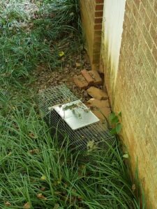 A live wildlife trap set near a brick house with a small animal inside, handled by Athens Exterminating Inc. in Athens, GA