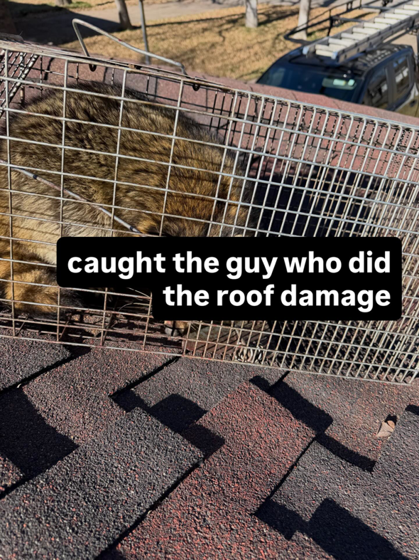 A raccoon caught in a live trap on a roof by AllGone Services for wildlife removal in Euless, TX.