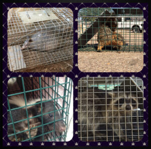A collage of various animals including an armadillo, squirrel, opossum, and raccoon, all captured in live traps by Dallas Fort Worth Wildlife Control in Hurst, TX.