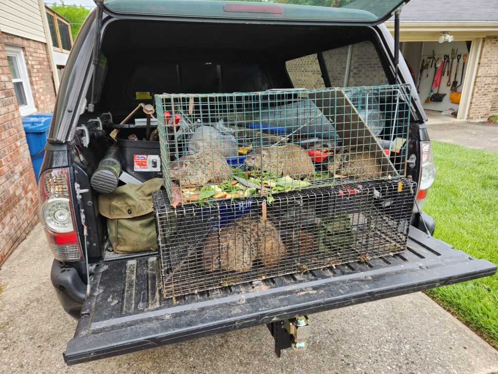 Multiple live traps with captured wildlife in the back of a pickup truck by S-Tier Wildlife Control LLC in Lexington, KY.