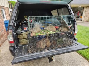 Multiple live traps with captured wildlife in the back of a pickup truck by S-Tier Wildlife Control LLC in Lexington, KY.