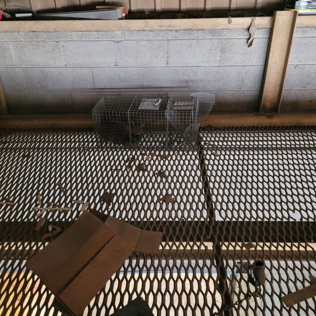 Multiple live traps set up on a metal grate floor, indicating a wildlife control job by JB Wildlife & pest removal in Northfield, OH.