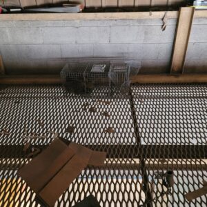 Multiple live traps set up on a metal grate floor, indicating a wildlife control job by JB Wildlife & pest removal in Northfield, OH.
