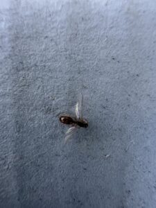A winged ant on a light-colored surface, indicating a potential ant swarm or infestation for BBK Pest Control in Dallas, TX.