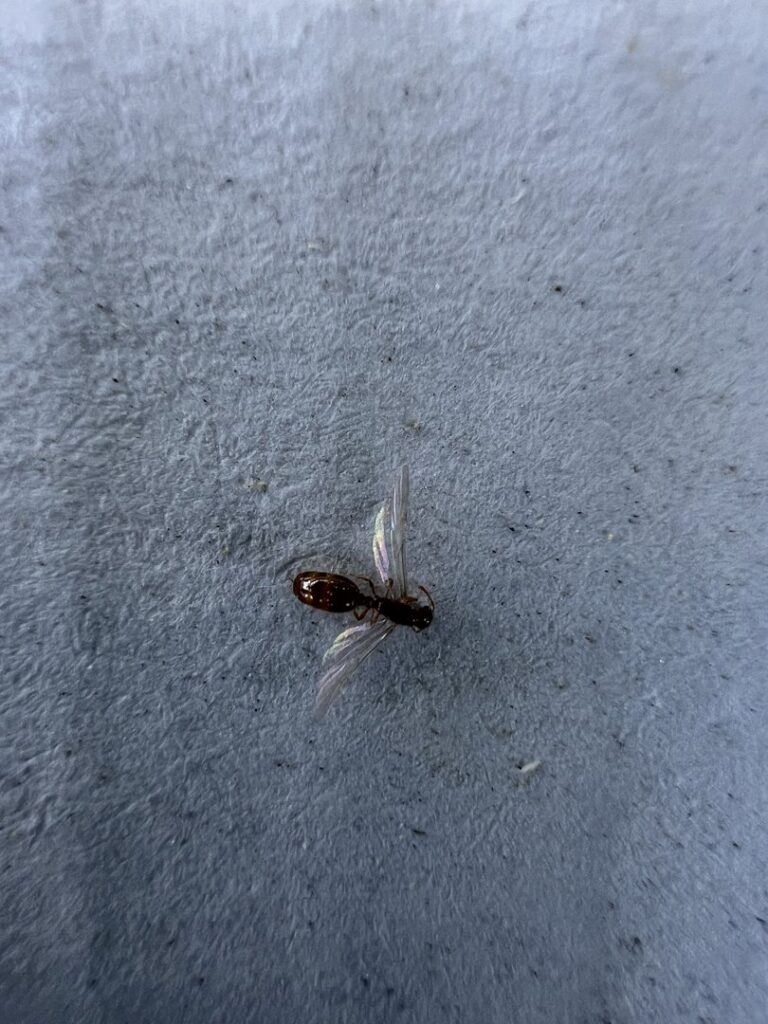A winged ant on a light-colored surface, indicating a potential ant swarm or infestation for BBK Pest Control in Dallas, TX.