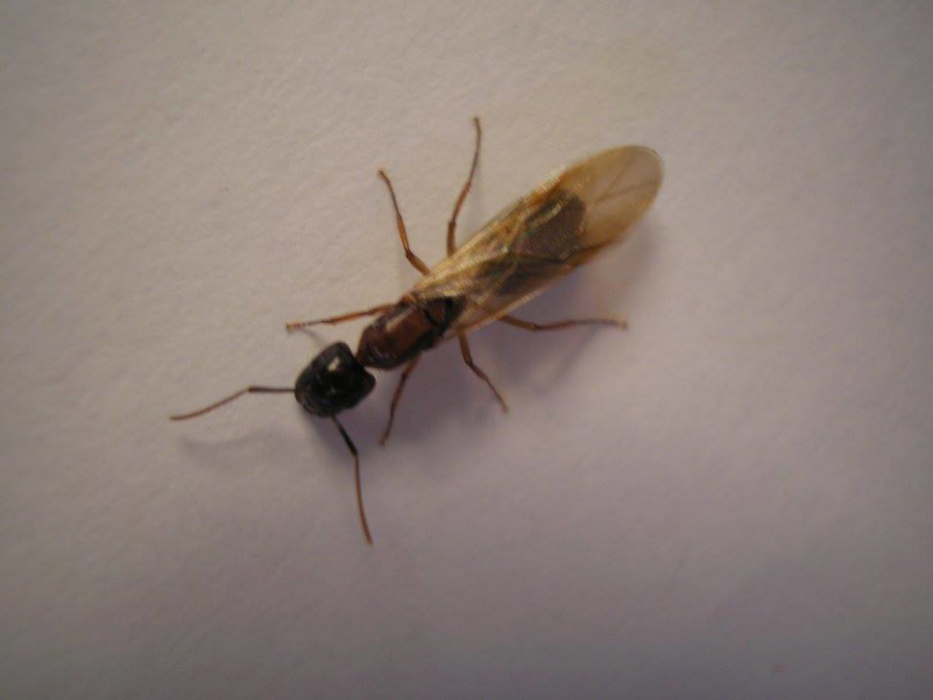A winged ant, often a sign of an ant colony requiring pest control from Prestige Pest Management in Brighton, CO.
