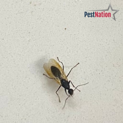 A winged ant on a white surface, indicating a pest problem identified by PestNation in Buford, GA