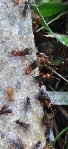 A close-up view of a winged ant colony infestation, indicating a pest control need for Brian's Pest Services in Martinsburg, WV.