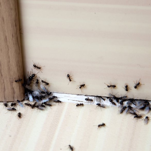 Winged ants crawling near a baseboard in a home, a common ant infestation problem solved by Fearless Exterminator in Miami, FL