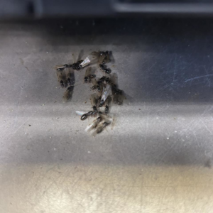A cluster of winged ants or termites on a surface, indicating a pest infestation handled by Hug-A-Bug Pest Control & Termite in Virginia Beach, VA.