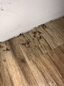A visible infestation of winged ants or termites crawling on a wooden floor next to a white baseboard, handled by Moderno Pest Control in Fort Wayne, IN.