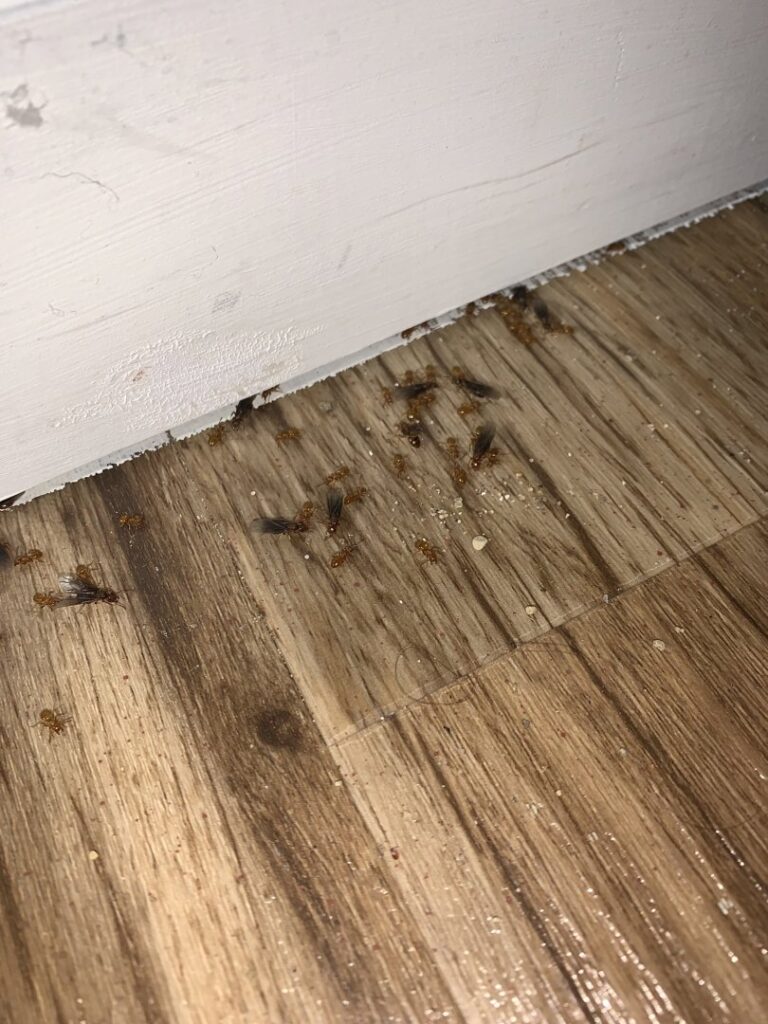 A visible infestation of winged ants or termites crawling on a wooden floor next to a white baseboard, handled by Moderno Pest Control in Fort Wayne, IN.