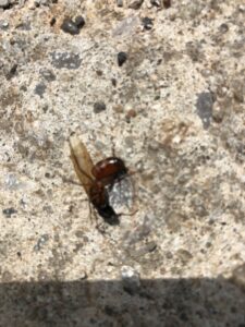 A winged insect, possibly a termite swarmer, on concrete, indicating a pest control issue for Bug Busters LLC in Norman, OK.