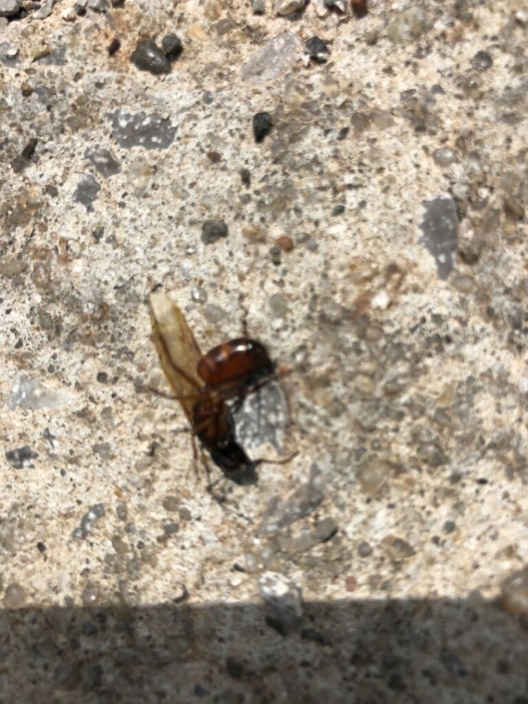 A winged insect, possibly a termite swarmer, on concrete, indicating a pest control issue for Bug Busters LLC in Norman, OK.