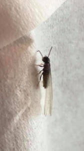 A close-up of a winged insect on a wall, a common pest handled by Lakeline Pest Control in Leander, TX