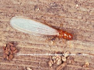 A close-up of a winged termite and its droppings on wood, indicating a pest issue for Pest Management Systems, Inc. in Greensboro, NC