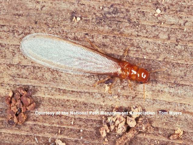 A close-up of a winged termite and its droppings on wood, indicating a pest issue for Pest Management Systems, Inc. in Greensboro, NC