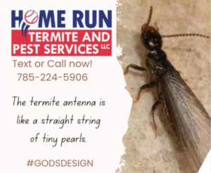 A close-up image of a winged termite, used for identification by Home Run Termite and Pest Services in Mayetta, KS.