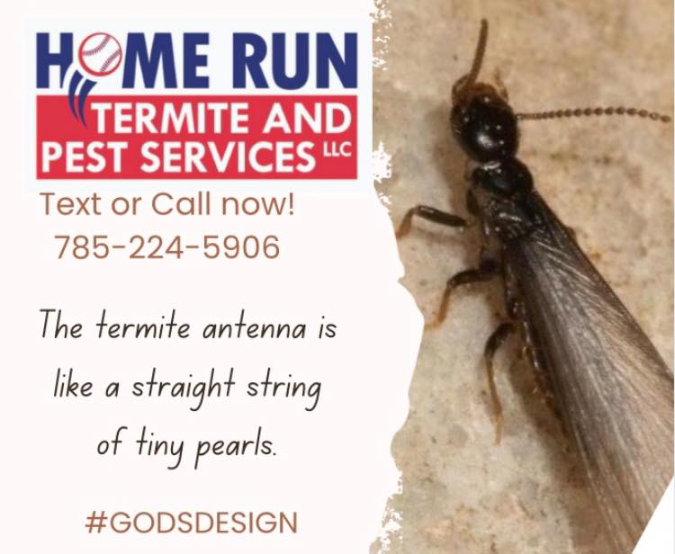 A close-up image of a winged termite, used for identification by Home Run Termite and Pest Services in Mayetta, KS.