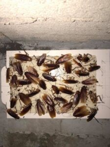 A swarm of winged termites (alates) on a concrete surface, indicating a termite problem handled by ClearCut Pest Control Inc. in High Point, NC.