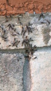 A swarm of winged termites visible on a wall, indicating a serious infestation for Affordable Termite & Pest Control in Bloomington, IN.