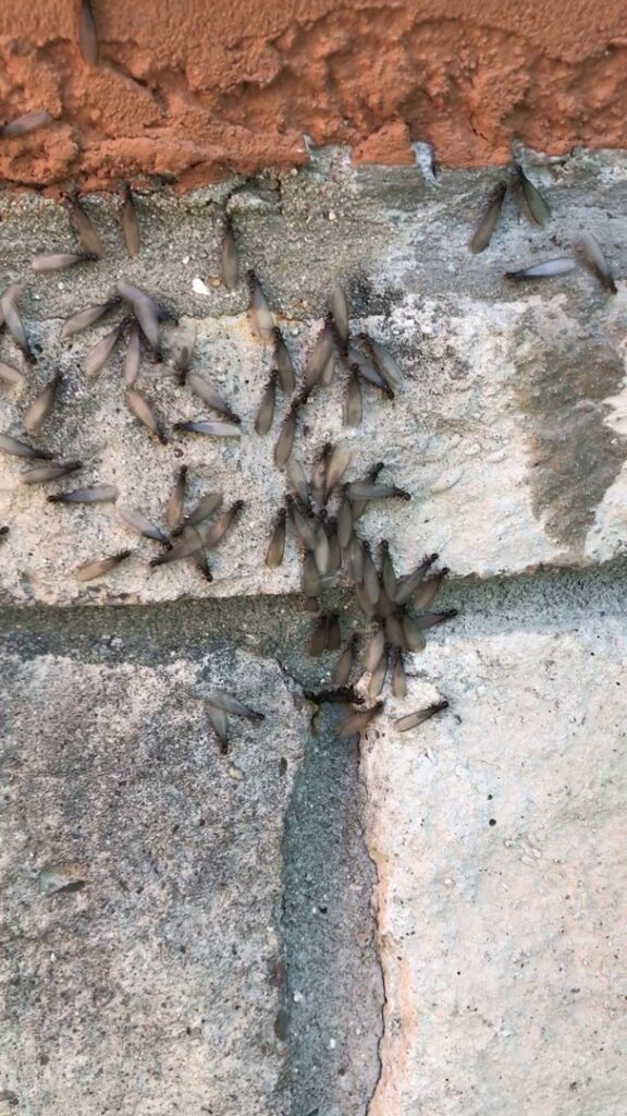 A swarm of winged termites visible on a wall, indicating a serious infestation for Affordable Termite & Pest Control in Bloomington, IN.