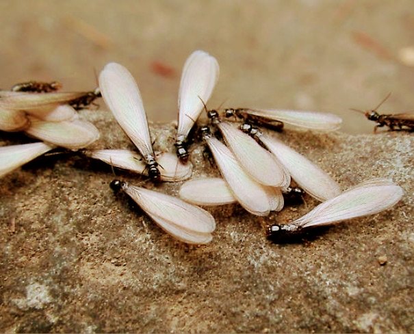 A close-up view of winged termite swarmers, indicating an active infestation, handled by United Termite Control in San Marcos, CA.