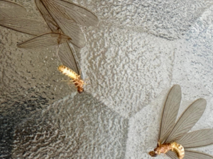Close-up of winged termites and their shed wings on a textured surface, showing a pest control issue for Home Solutions Pest Control in San Antonio, TX.