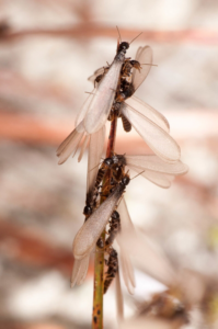 A close-up image of a cluster of winged termites, a common pest managed by Linx Pest Control in Greenville, SC.