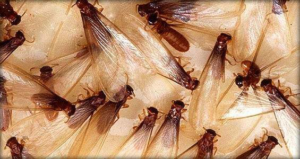 A close-up of winged termites, a common pest controlled by Hickman's Termite & Pest Control in Richmond, VA.